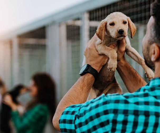Pet Adoption