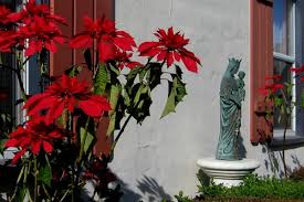 Our crops grow next to the pacific ocean in santa barbara, ca, creating an optimal growing climate. Cartas What Blooms In Santa Barbara