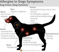 Allergies In Dogs Symptoms Dog Fever Dog Pyrexia
