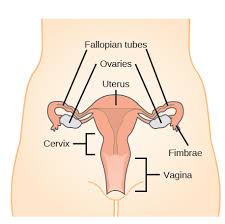Female internal organs diagram images stock photos. The Reproductive System Review Article Khan Academy