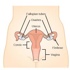 Female body and organs diagram female organs diagram. The Reproductive System Review Article Khan Academy