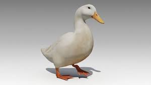 Duck Animated 3d Model Low Poly Rigged Animated Max 5