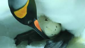 Scientists discover alarming collapse of king penguin ? Mdpgdhhwdqnl6m