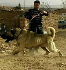 Korab Cani Adli Kullanicinin Wolves Dogs And Wolfdogs Panosundaki Pin Kopek Turleri Akbas Kopek