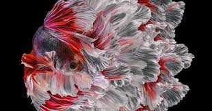 When people breed betta fish, they usually introduce the fish slowly by putting them in adjacent however, betta courtship is pretty aggressive and the females tend to get kind of banged up, then. 35 Serene And Calming Pictures I Captured Of Betta Fish Bored Panda