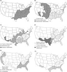 Copperheads in the wild usually eat frogs rodents and other snakes. Agkistrodon Contortrix An Overview Sciencedirect Topics