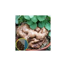 Image result for Stephania abyssinica