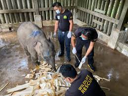 Note the different style of camouflage uniform and helmet worn by jbpm special forces. Baby Elephant Rescued In Lahad Datu Plantation Nestia