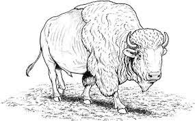 Buffalo coloring pages for adults. Coloring Pages Coloring Pages Buffalo Printable For Kids Adults Free