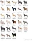 Find breeders of puppies registered with the Kennel Club’s ...