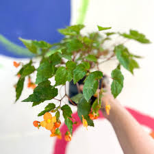 Image result for Begonia sutherlandii