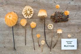 Image result for Marasmius sp.