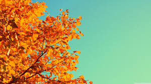 Download and use 10,000+ aesthetic wallpaper stock photos for free. 4k Fall Wallpapers Pixelstalk Net