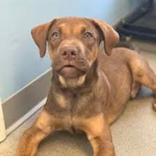 Companion pet care littleton • companion pet care littleton photos • companion pet care littleton location •. Companion Pet Care Littleton Nh