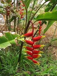 Heliconia Rostrata Lobster Claw False Bird Of Paradise 5 Etsy Birds Of Paradise Plant Birds Of Paradise Heliconia