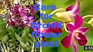Orchid Flower Ka Hindi Name Best Flower Wallpaper