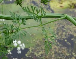 Image result for Oenanthe