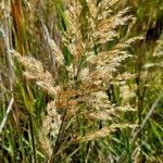 Image result for Phragmites mauritianus