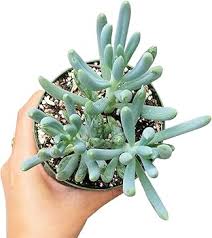 Image result for Senecio hochstetteri