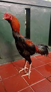 Cara satu ini menjadi cara alternatif dalam menentukan ayam aduan pukul saraf. Jual Ayam Bangkok 2020 Super Pukul Saraf K O Mati Kompak Purwokerto