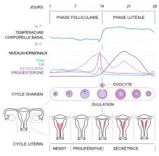 J'ai travaillé toute la matinée. Courbe De Temperature Ovulation Interpretation