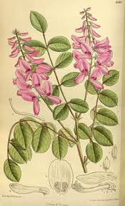 Image result for Indigofera kirkii