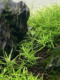 Image result for Scrophulariaceae