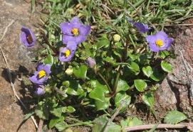 Image result for Exacum oldenlandioides