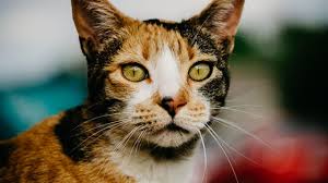 However, it's important to arm yourself with all of the facts. Mammary Masses In Cats And Dogs Animal Health Topics School Of Veterinary Medicine