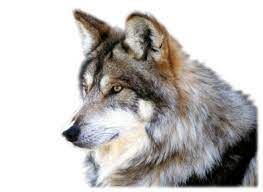 Explore quality images, photos, art & more. Wolf Png Transparent Background Image For Free Download 38 Png 5746 Free Png Images Starpng