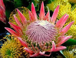 Names are latin, cultivar names are usually in a modern language. Big Flower Cool Hd Wallpaper Peakpx