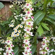 Image result for Helinus spartioides