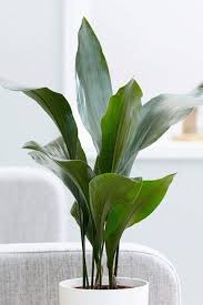 Maybe you would like to learn more about one of these? 34 Houseplants That Can Survive Low Light Best Indoor Low Light Plants