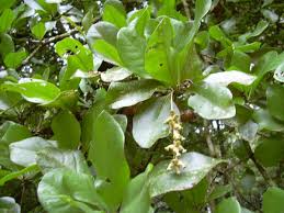 Image result for Combretum coriifolium