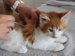 3 wochen erreichen die viren auch das knochenmark. Welche Impfungen Brauchen Katzen Pfotencafe Leben Mit Hund Und Katze