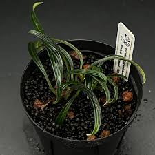 Image result for Burttia