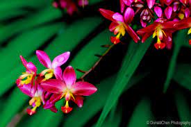 Philippine Ground Orchid By Donald Chen Ground Orchids Orchids Seed Capsule