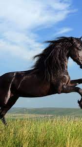 Download Free Hd Wallpaper From Above Link Horse Black Gallop Running Field Animal In 2020 Horses Black Horse Horse Wallpaper