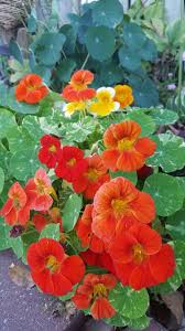 Pin On Flowers