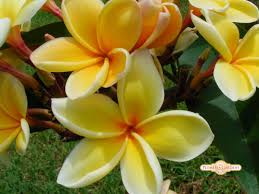 Moragne 27 Plumeria Maui Plumeria Gardens Plumeria Flowers Plumeria Trees To Plant