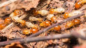 Termites like moisture, and all mulches provide that to some degree. How To Detect Identify And Get Rid Of Termites