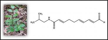 Image result for Zanthoxylum usambarense
