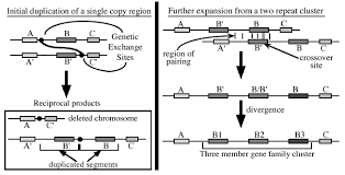 7 15a Gene Families Biology Libretexts