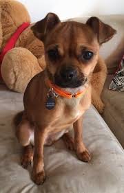 Chihuahua pug mix was developed in the 2000s and it's gaining popularity in the united states. Chug Dog Breed Information And Pictures