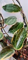 Image result for Carvalhoa macrophylla