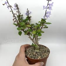Image result for Plectranthus elegans
