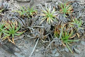 Image result for Fimbristylis squarrosa