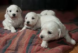 After mother dog has whelped a litter of puppies, it's important to monitor mom for any sign of complications. Dog Pregnancy The Answers To All Of Your Questions