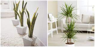 With increasing evidence that air purifying plants can clean the air in our homes and have a positive effect on our mental wellbeing, there's never been a better time to invest in one. 20 Best Air Purifying Plants For The Home