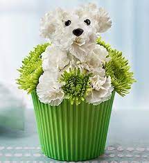 Woodland flowers come early in the spring, before the canopy closes overhead, then the lanes and verges are full of creamy beauty. 7 Delightful Flower Arrangements For The 7 Types Of Dog Moms Animal Flower Arrangements Puppy Flowers Unique Flower Arrangements